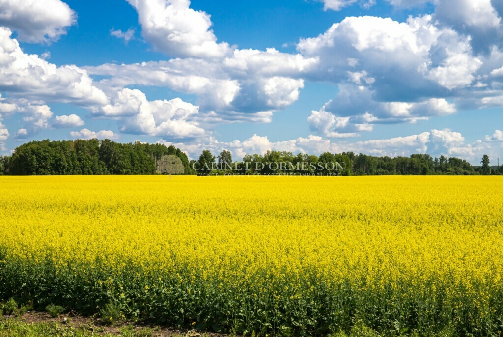 Champ de colza, ciel bleu et nuageux, lisière de forêt en fond